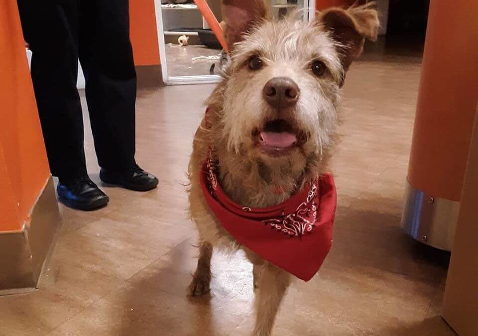 three-legged dog with red bandana lost found WAGS
