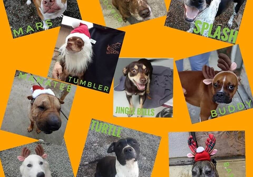 special dog adoption for special holiday WAGS
