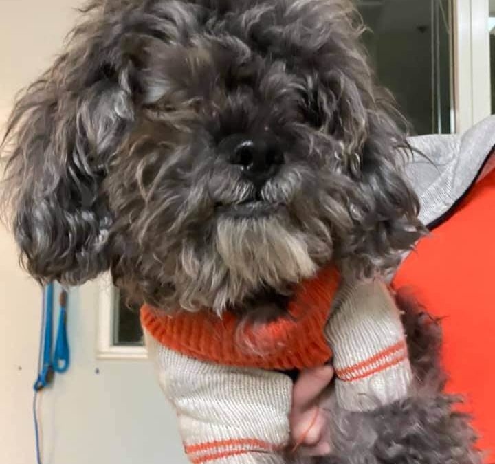 gray hairy dog with cute sweater found