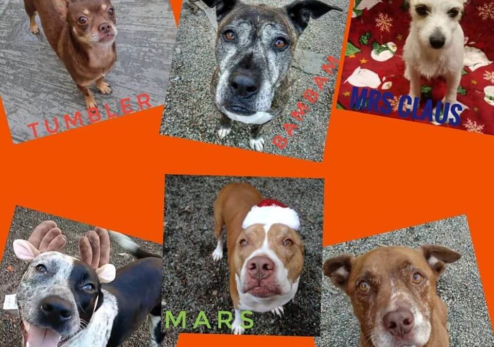 6 Adoptable left Holiday WAGS