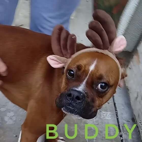 Holiday happy hour adoption event buddy wags