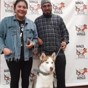 wags husky adopted today