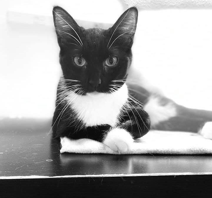 black and white pose cat wags