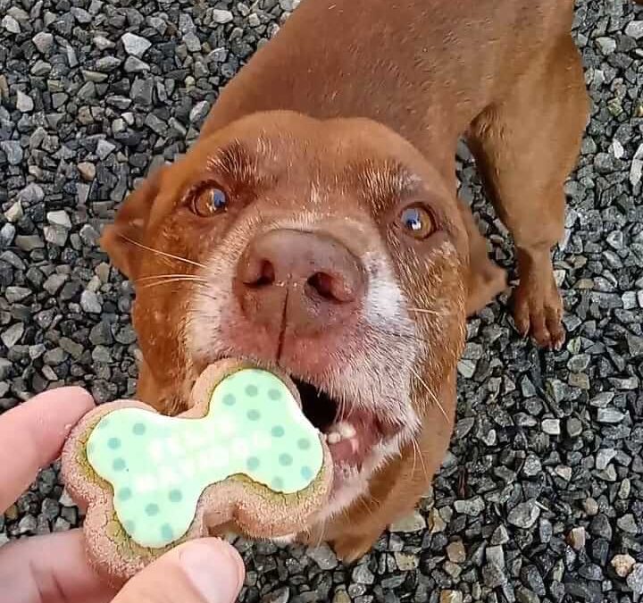 brown dog bites green feliz navidog treat