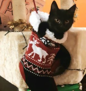 black kitten inside of christmas socks
