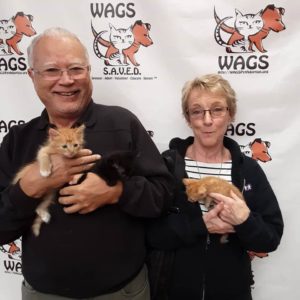 elderly couple adopt two kittens wags
