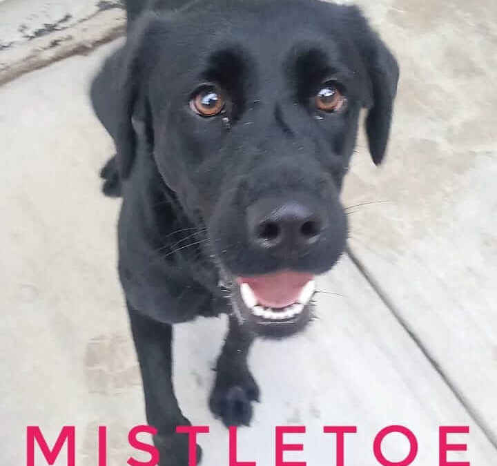 mistletoe smiles for adoption