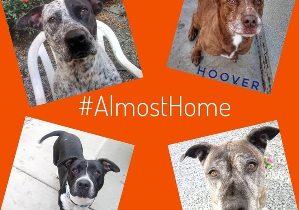 four dogs almost home wags adoption