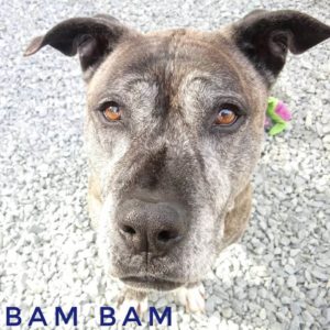 bambam dog close up picture wags adoption