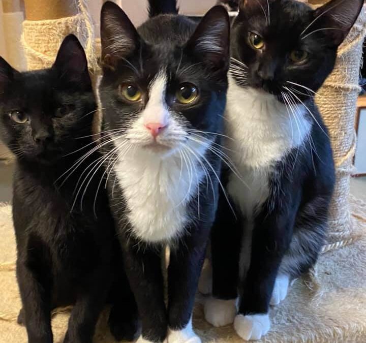 one black and two white necked black cat