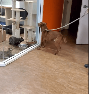 bouncing and playful dog with cat