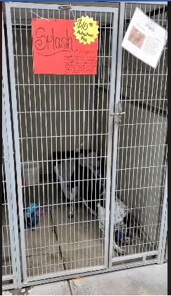 four dogs sitting in kennels