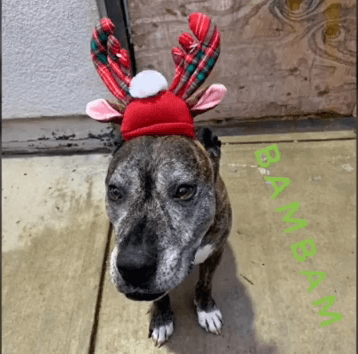 wags adoption red holiday hat