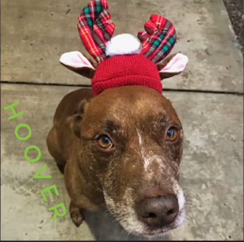 brown and white dog with holiday headgear