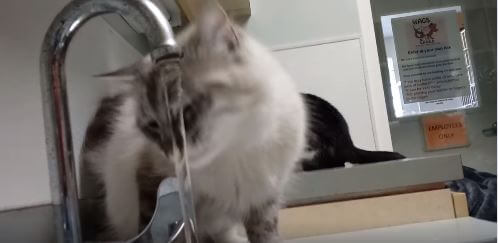 wags kitten drinking water