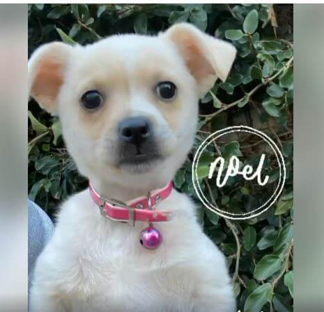 wags adoption needed for noel