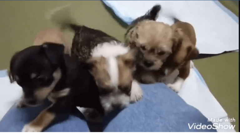 four puppies wants to play