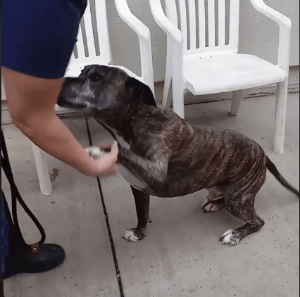 good dog have a hand shakes
