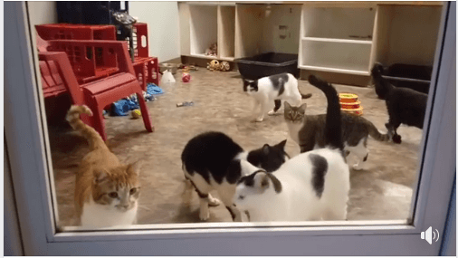 cats are waiting to be adopted