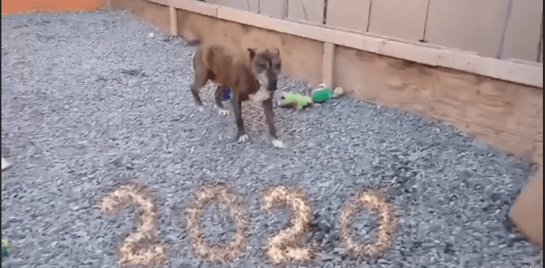 dog playful for 2020 year