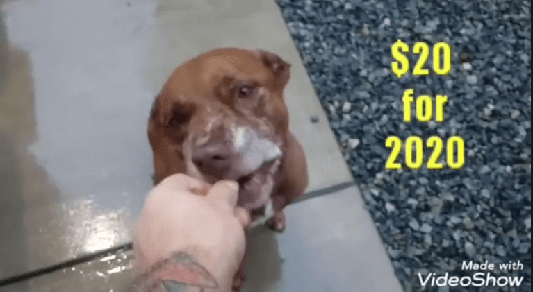 for adoption 2020 brown dog