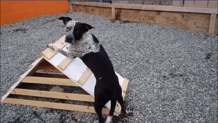 playful dog with ramp