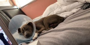 cone head protects sleeping lost dog pitbull boxer