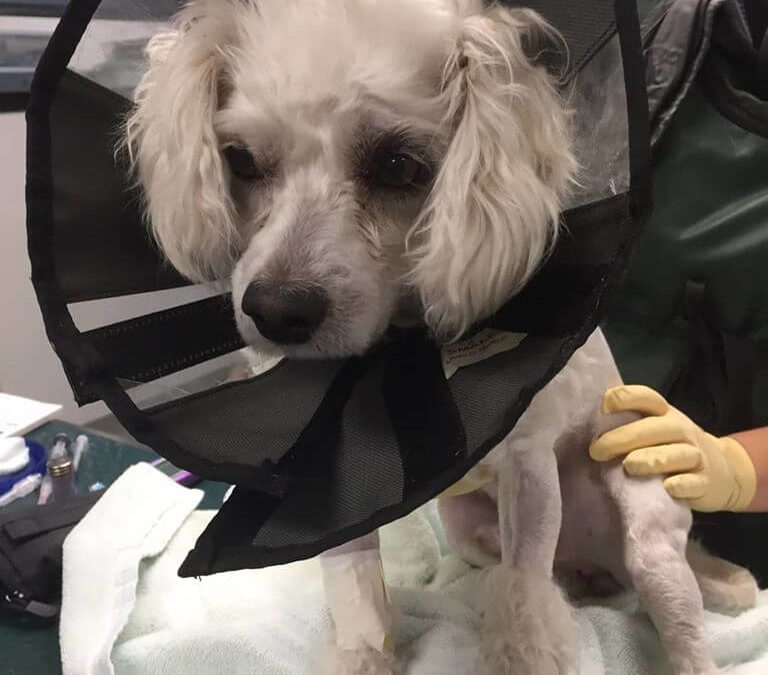 one year ago old thrown dog with traumatized white dog