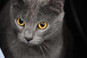 closeup eye shot british shorthair cat