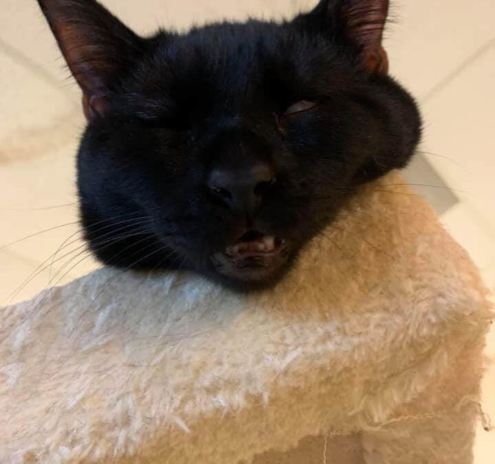 black cat resting and weird face