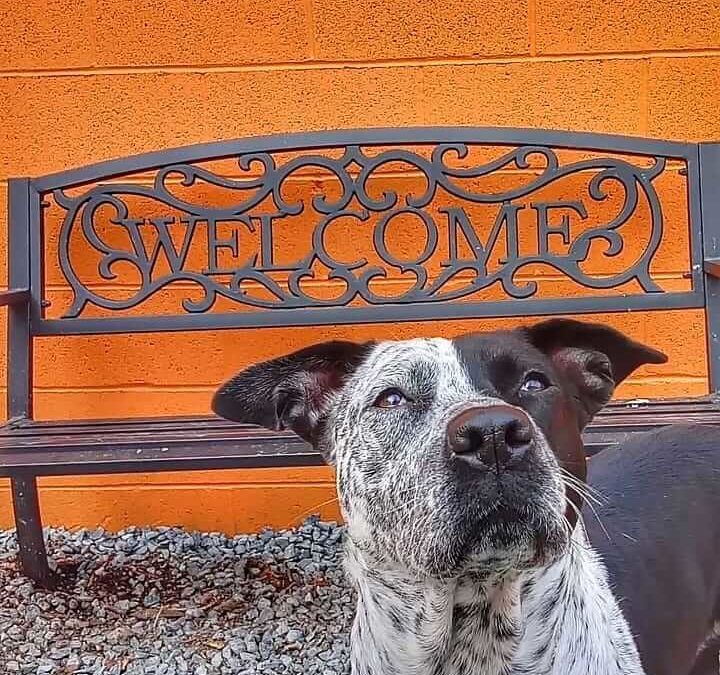 dog looks at you with welcome chair rest
