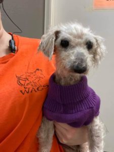violet shirt and freshly groomed dog