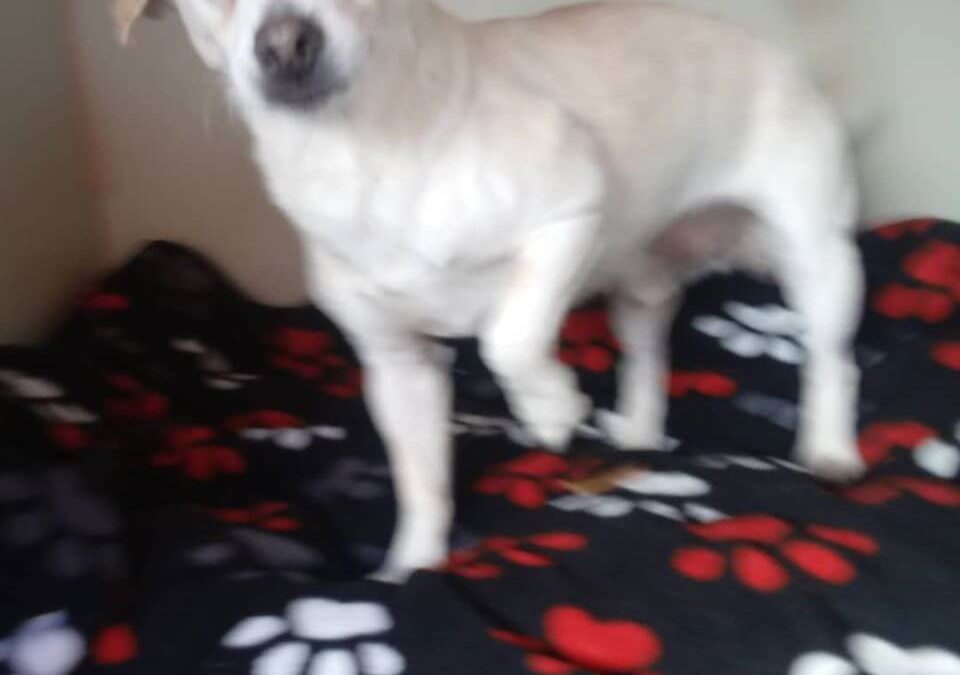 white dog on dog paw blanket