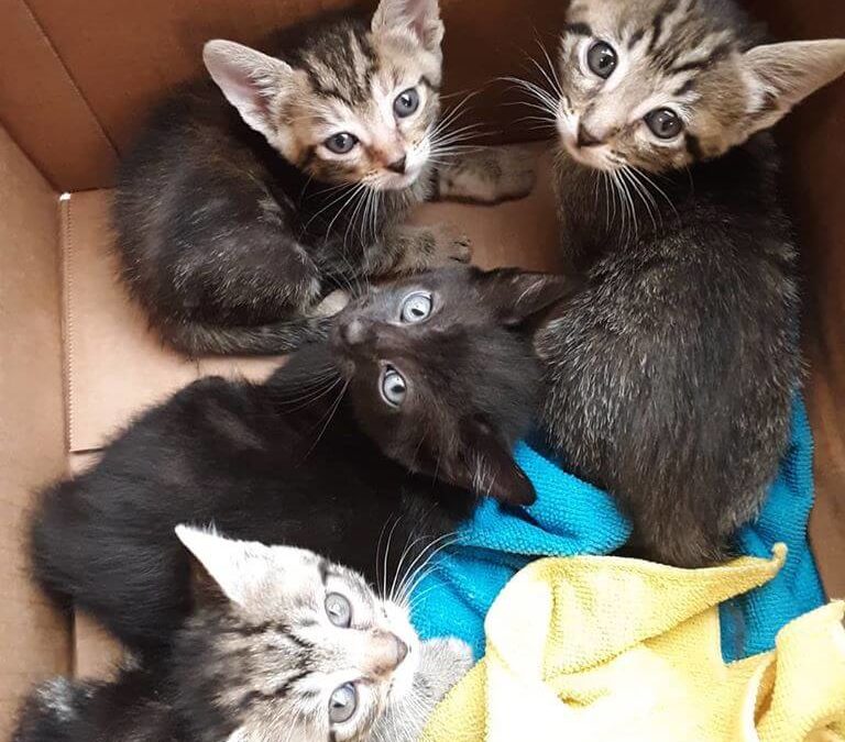four kittens gray inside liter box with blue and yellow towel