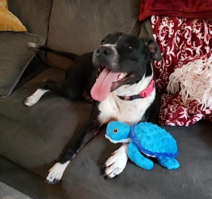 tongue out dog with blue turtle at sofa