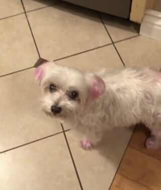 maltese missing biscuit dyed pink ears and tail