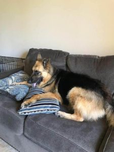 k9 dog at sofa with pillows
