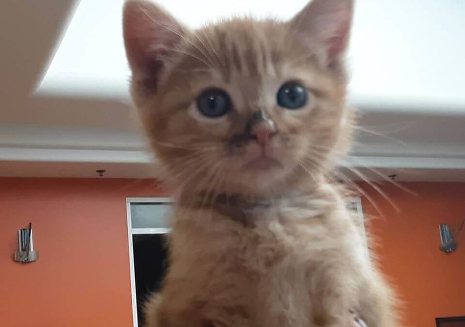 month old male ginger cat