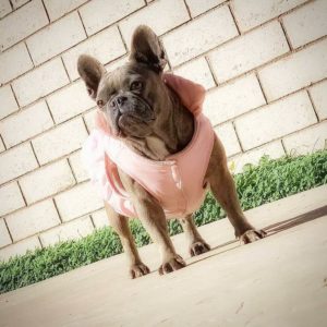 angle shot bulldog with pink dress