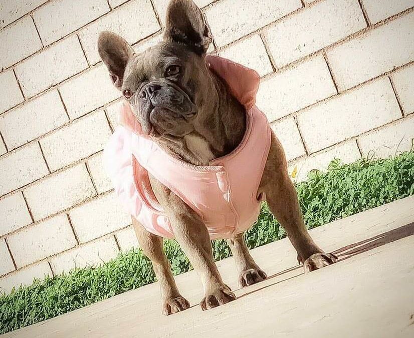 angle shot bulldog with pink dress