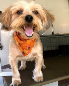 lost a dog called bear