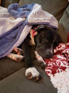 sleepy pitbull with comfy violet blanket 