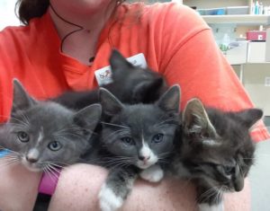4-pack kittens black grey eyes