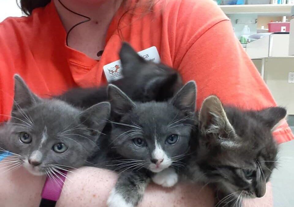 4-pack kittens black grey eyes