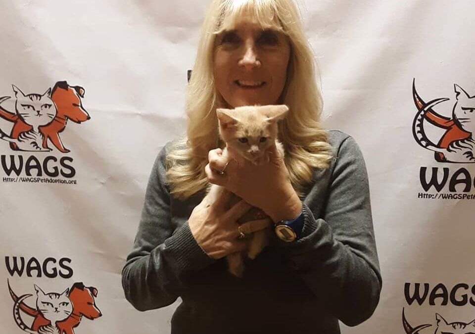 mommy holds ginger kitten