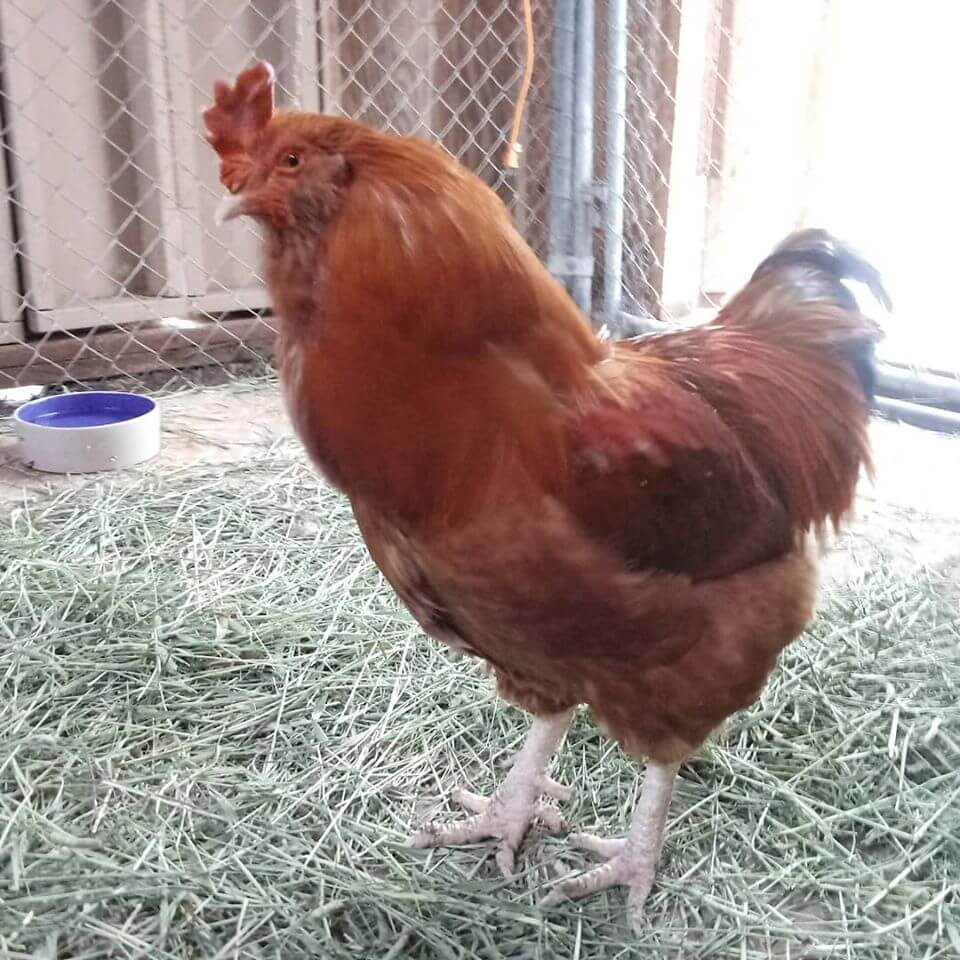 rooster adoption near me