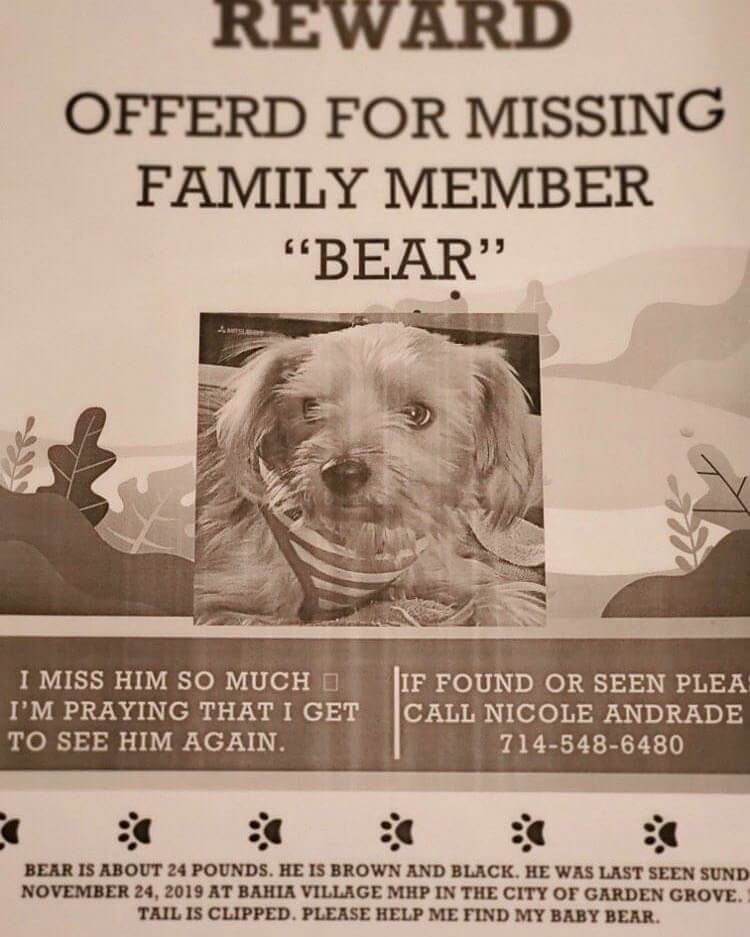 lost a dog called bear