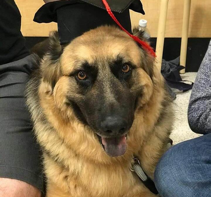 k9 dog with academic hat