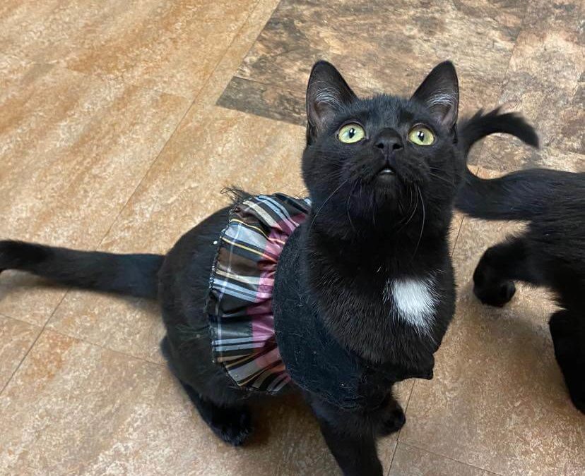 casper cat with dress looking upwards