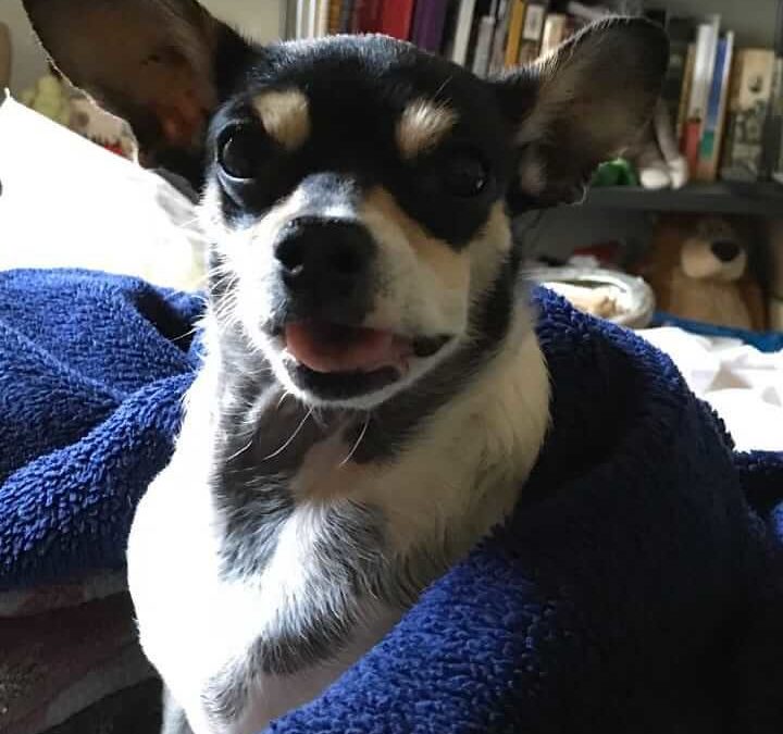 mini lost dog black and white on blue blanket